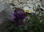Cdn Rockies Adventure (Aug 2010) - Talus - 143
